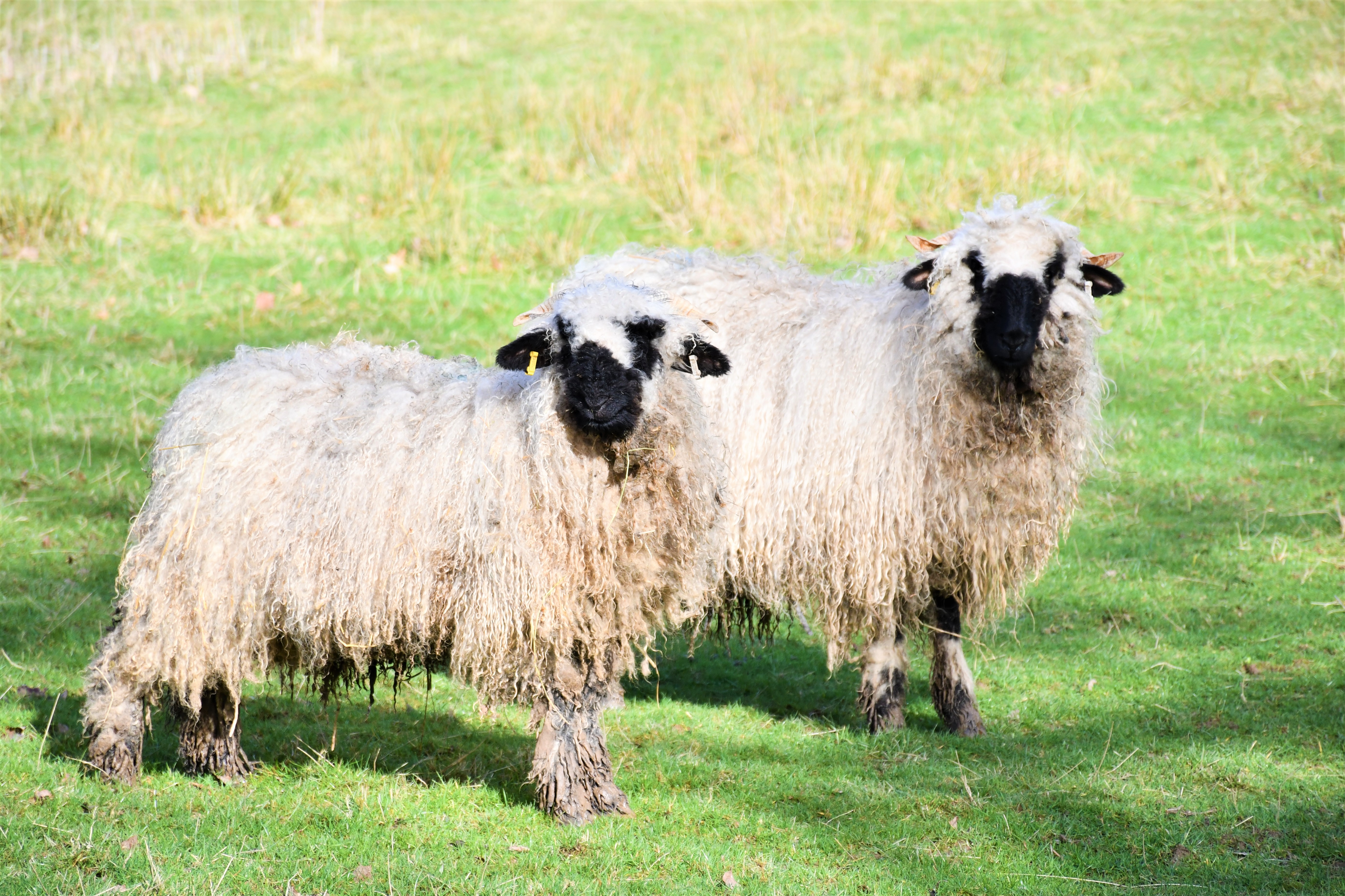 Valais black nose sheep