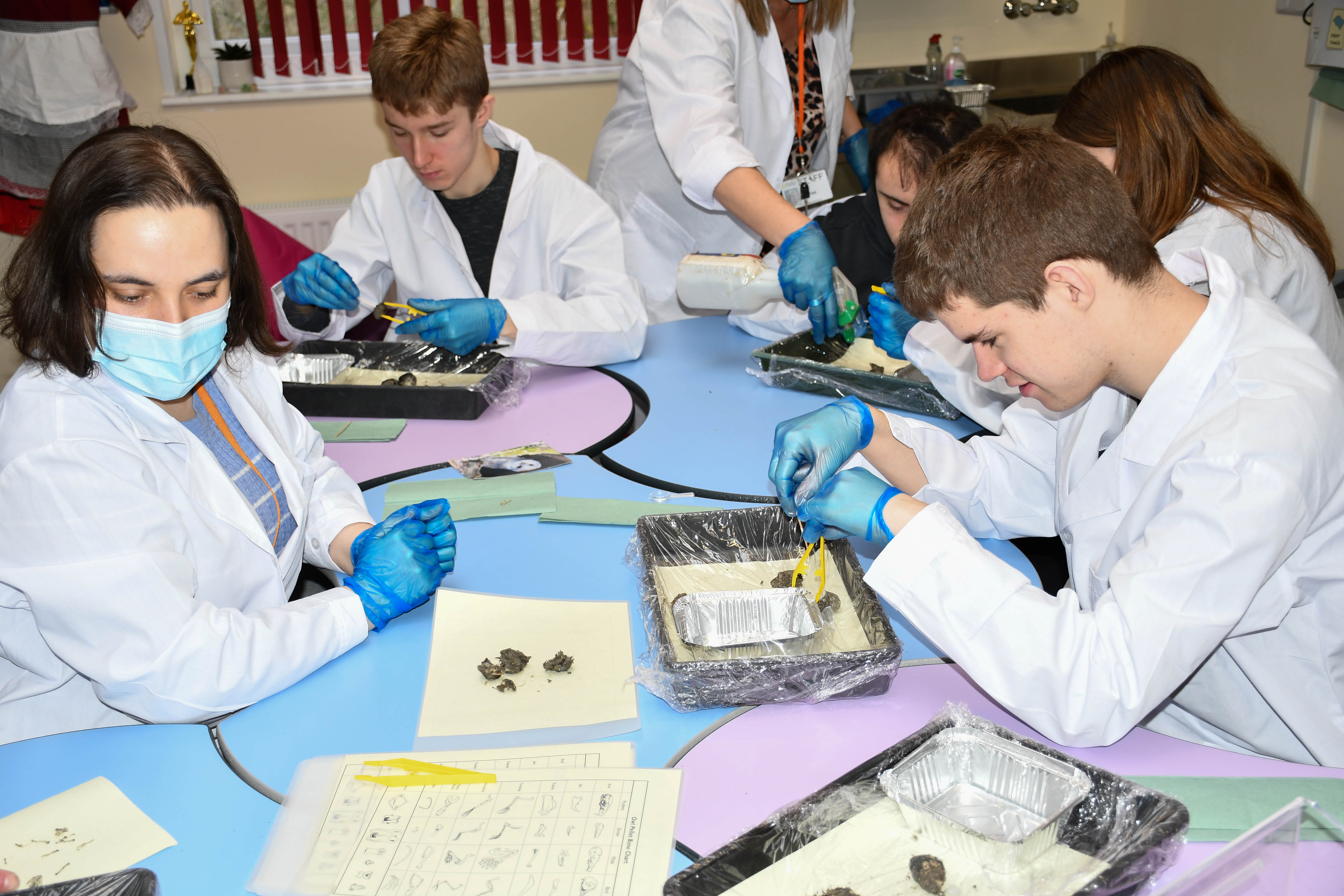 students learning about barn owl pellets