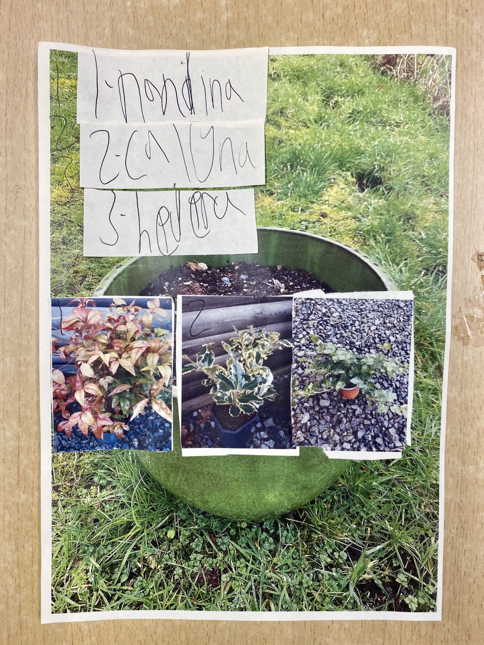 Names of plants in pots