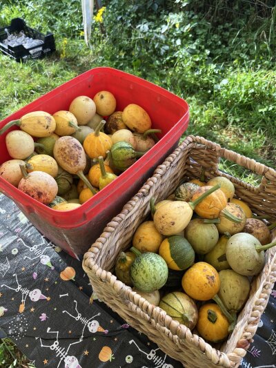 Pumpkins