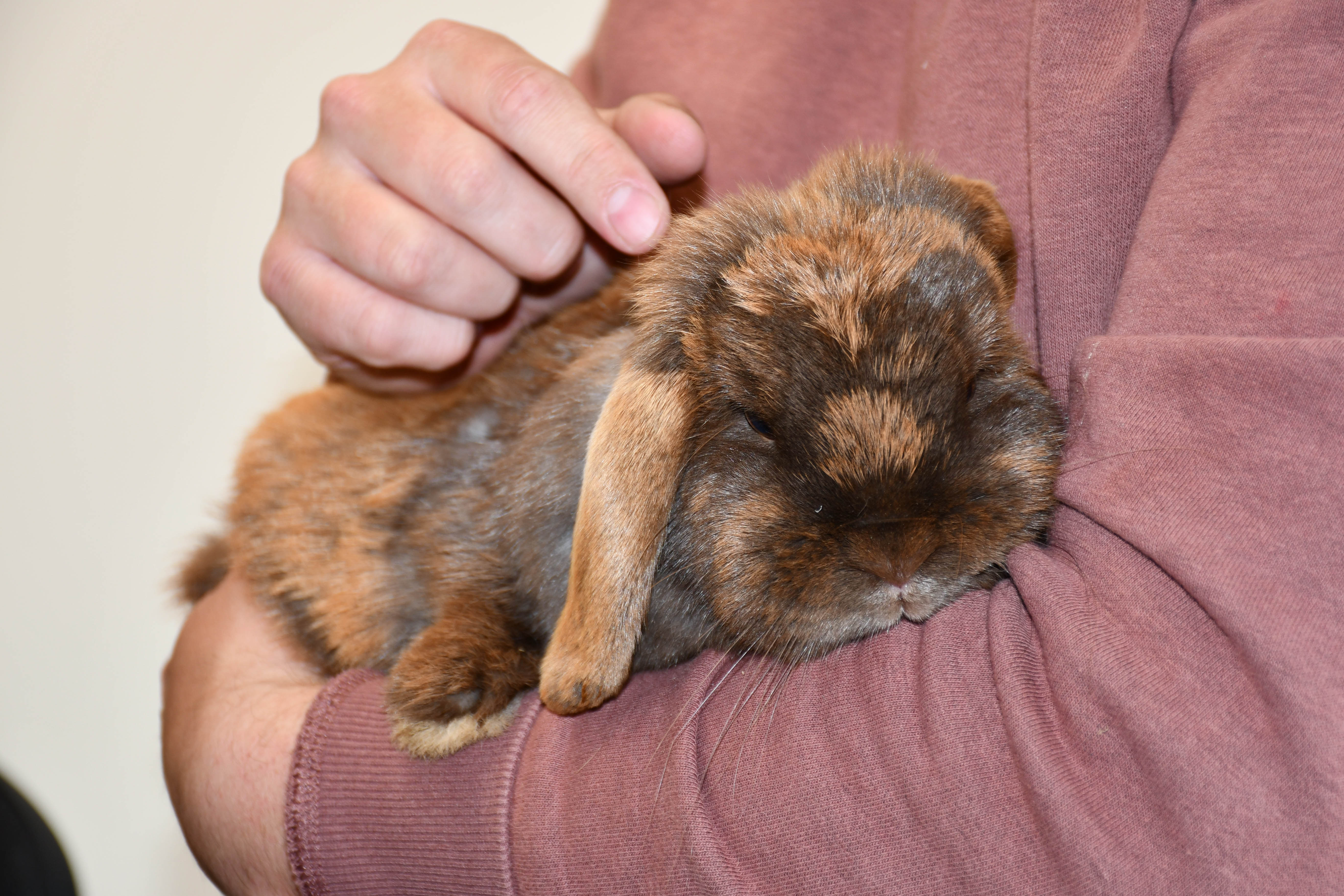 A brown rabbit being held