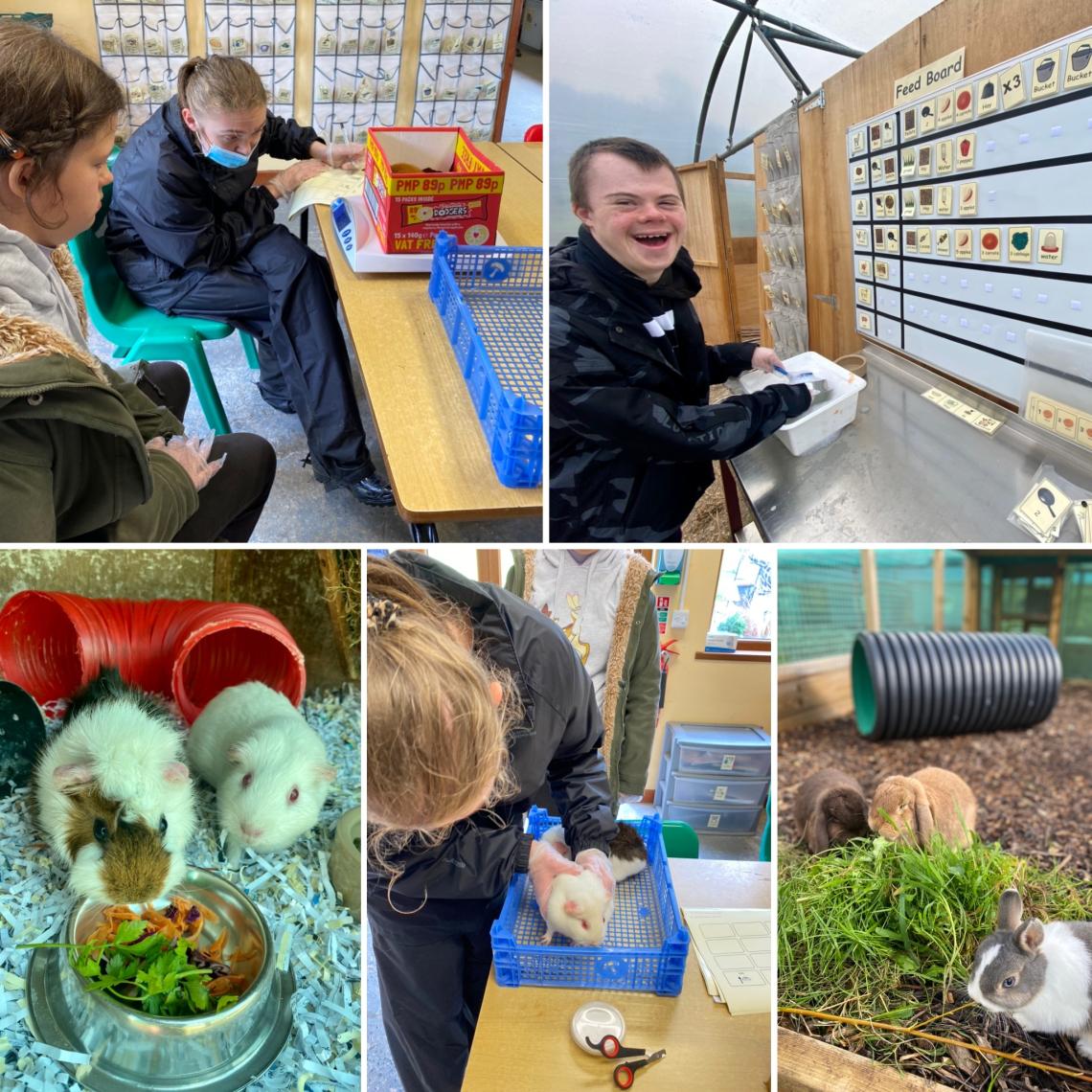 Collage of small animals and learners on the small holding at Elidyr Communities Trust.