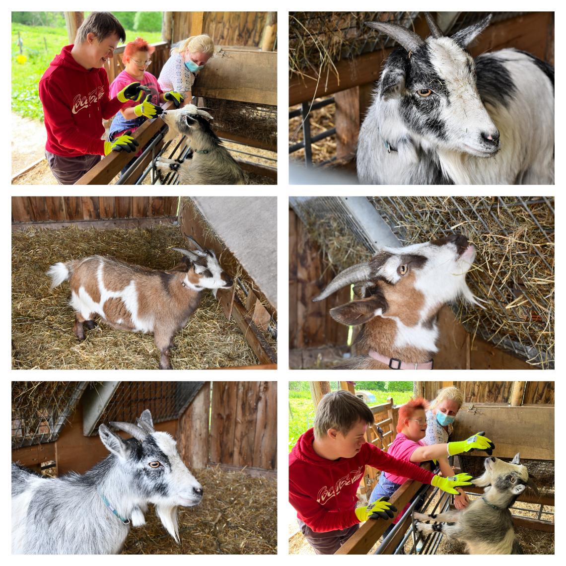 learners with pygmy goats-collage
