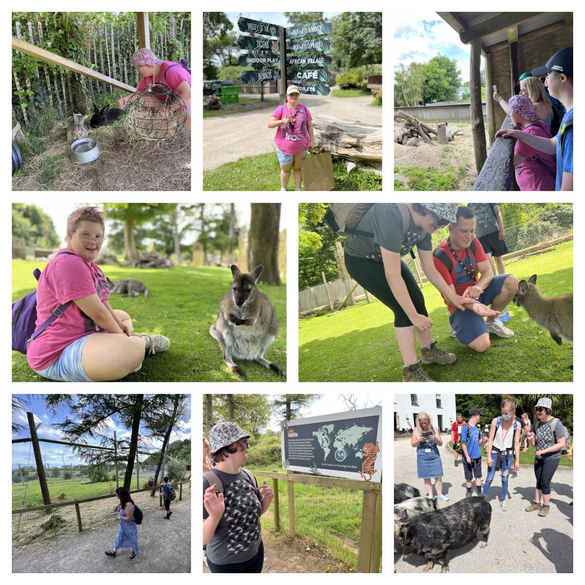 Manor wildlife farm - collage