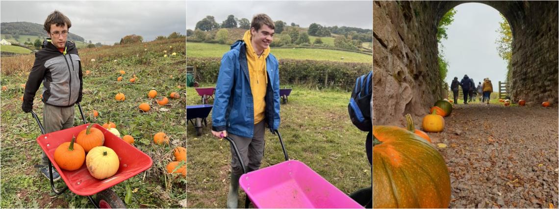 3 image. A boy with a red wheelbarrow and a pumpkin a boy with a pink wheelbarrow and a tunnel with people walking to the pumpkin patch.