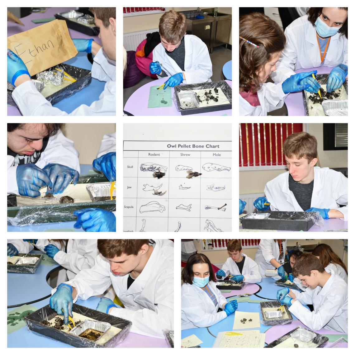 Learners dissecting barn owl pellets