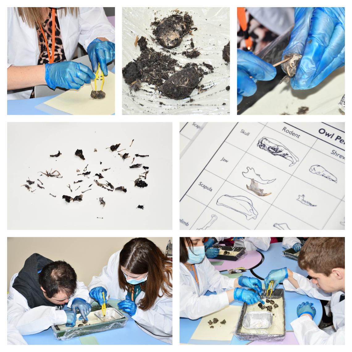 Learners dissecting owl pellets