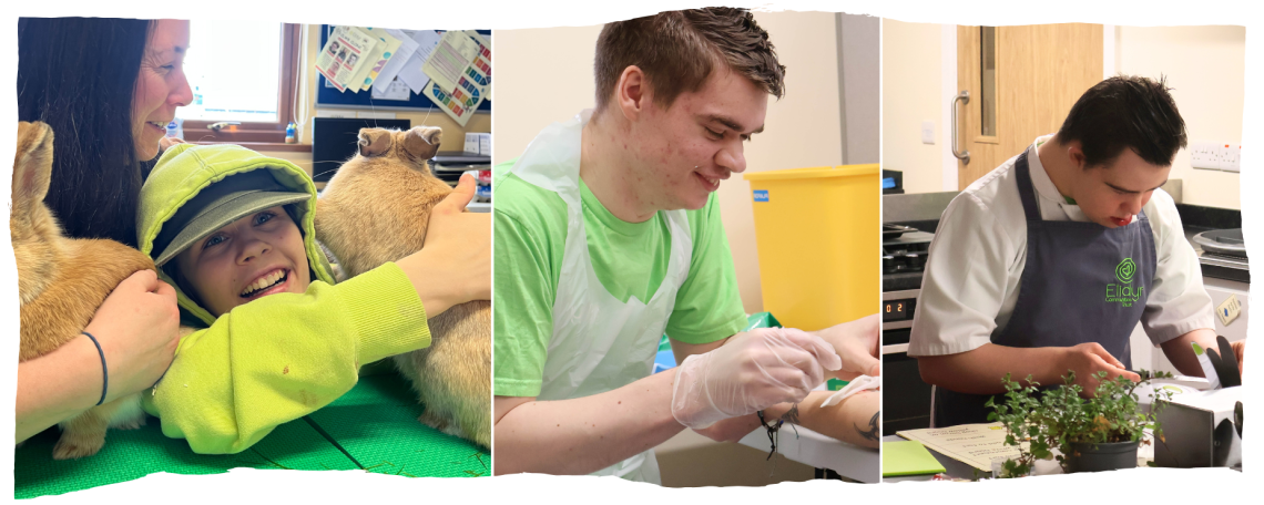 A montage with 3 photos. 2 people and 2 huge rabbits in a classroom. A young man in a white apron practices first aid. A young man in an apron in a kitchen prepares food.