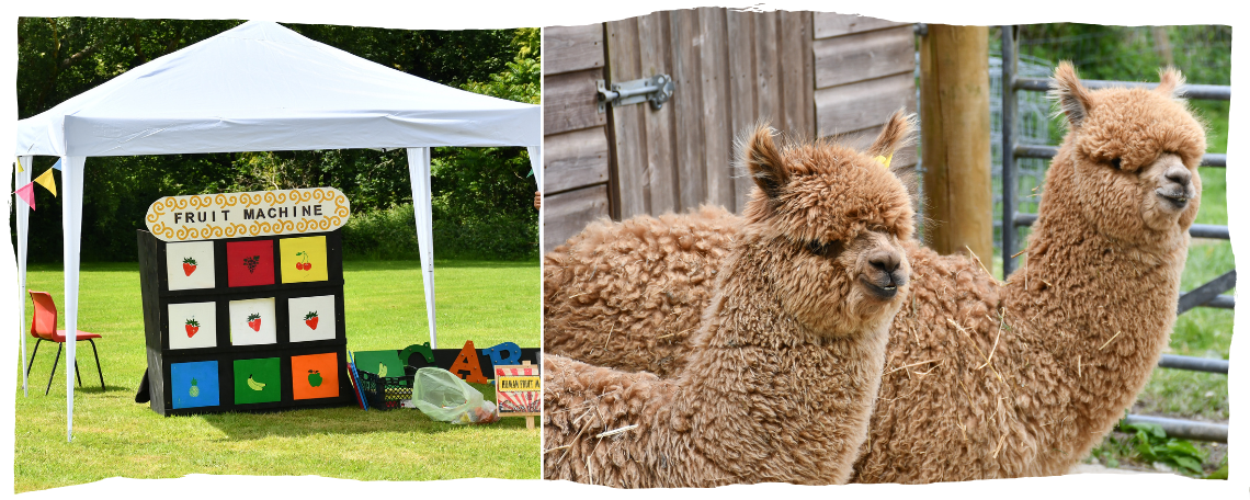 A tent with a fruit stall in and 2 alpacas