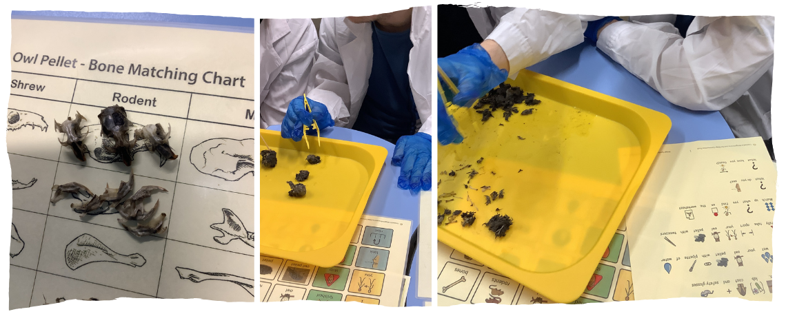 Using total communication resources to understand how to look at owl pellets