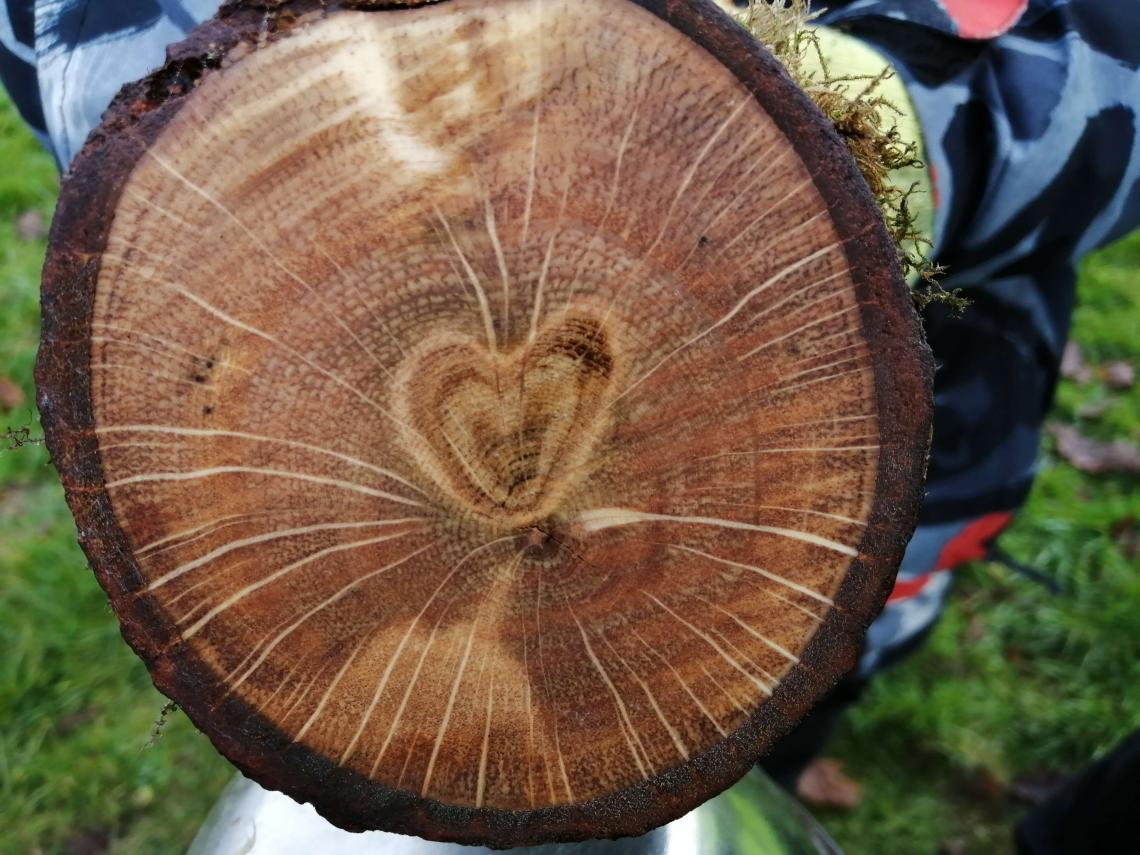 Heart shape within tree stump