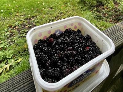 Blackberries in a pot in a field