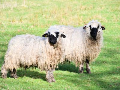 Valais black nose sheep