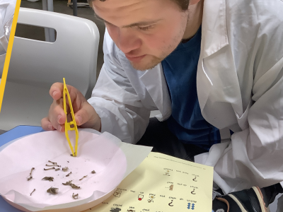 Scientist students dissect owl pellets 
