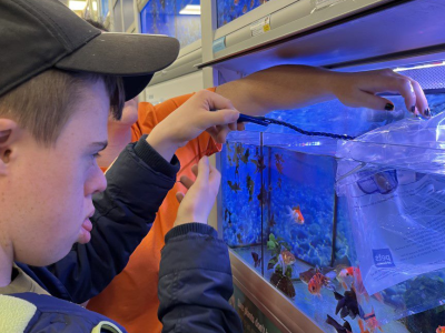 A boy selects a fish from a fish tank.