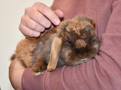 A brown rabbit being held